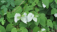 Actinidia polygama