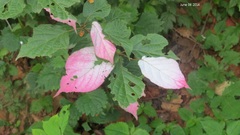 Actinidia