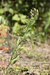Erigeron manshuricus
