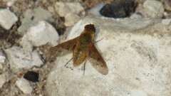 Chrysanthrax edititius