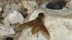 Chrysanthrax edititius