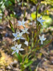 Thelymitra longifolia
