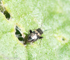 Spanagonicus albofasciatus