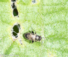 Spanagonicus albofasciatus