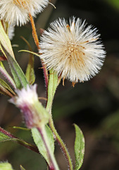 Erigeron manshuricus