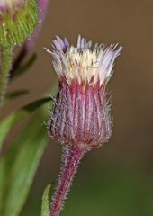Erigeron manshuricus
