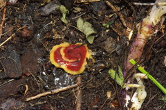 Arthurdendyus testaceus