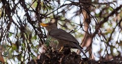 Turdus chiguanco