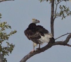 Trigonoceps occipitalis