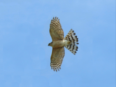 Accipiter striatus image