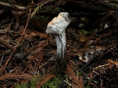 Hypomyces cervinigenus