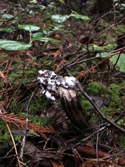 Hypomyces cervinigenus