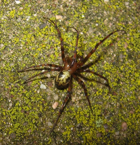 Eastern Cave Long-jawed Spider