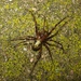 Eastern Cave Long-jawed Spider - Photo (c) Joe Bartok, some rights reserved (CC BY-NC), uploaded by Joe Bartok