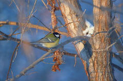 Parus major