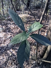 Tarenna mollissima