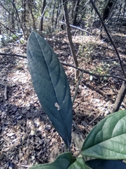 Tarenna mollissima