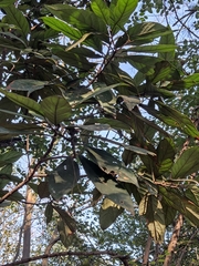 Tarenna mollissima