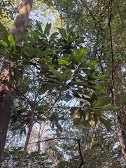 Tarenna mollissima