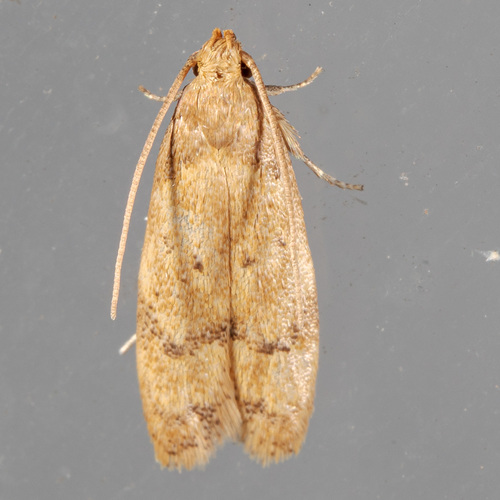 Gerdana Moth photo 4