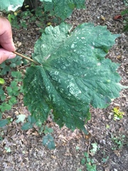 Aceria pseudoplatani