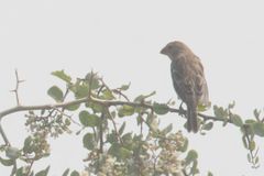 Sporophila telasco