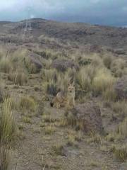Lycalopex culpaeus andinus