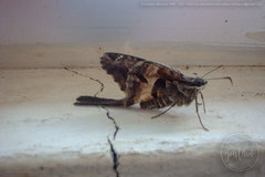Chioides