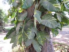 Epipremnum aureum