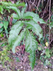 Tectaria polymorpha