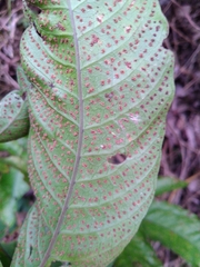 Tectaria polymorpha