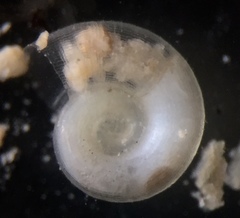 Balconorbis uvaldensis