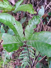 Tectaria polymorpha