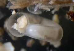 Balconorbis uvaldensis