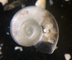 Balconorbis uvaldensis