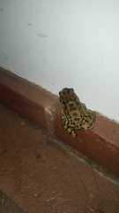 Leptodactylus bufonius