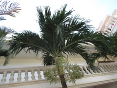 Arecaceae