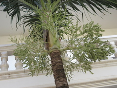 Arecaceae