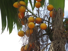 Arecaceae