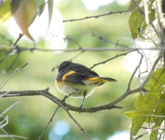 Setophaga ruticilla