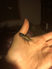 Gryllus fulvipennis