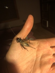 Gryllus fulvipennis