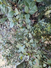 Syzygium buxifolium