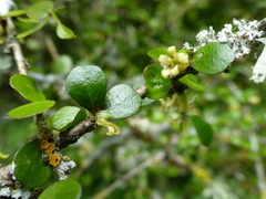 Pittosporum obcordatum
