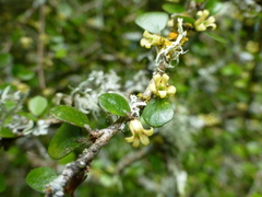 Pittosporum obcordatum