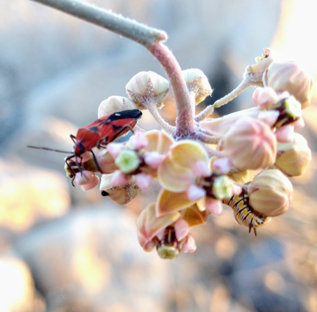 White-stem milkweed (Asclepias albicans)