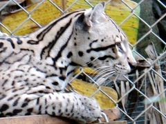 Leopardus