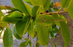 Vochysiaceae