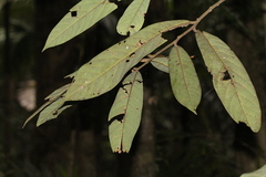 Cryptocarya murrayi
