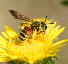 Dieunomia nevadensis